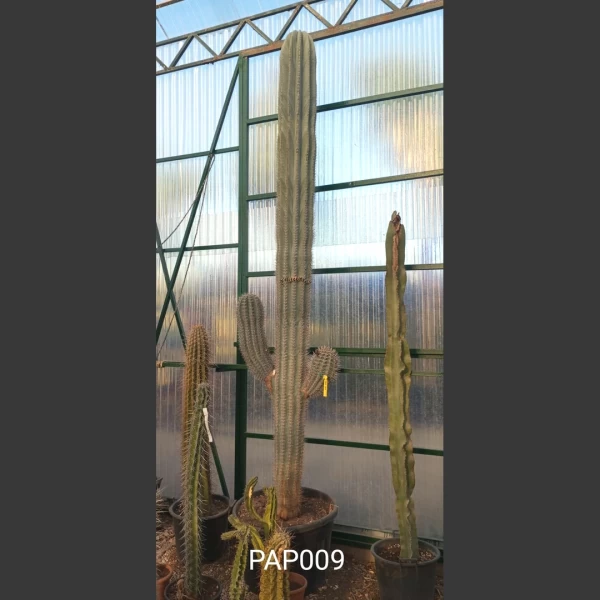 Pachycereus priglei | PAP009