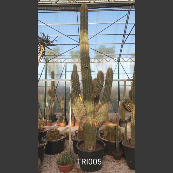 Trichocereus sp. | TRI005