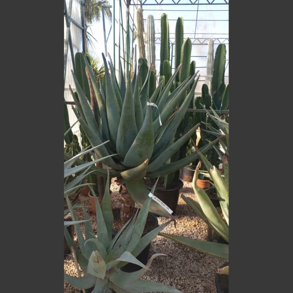 Aloe ferox | AF011