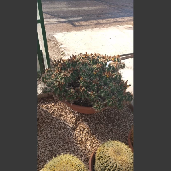 Ferocactus robustus | FR001