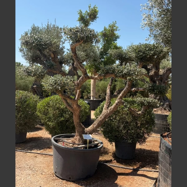 Olea europaea | OE059