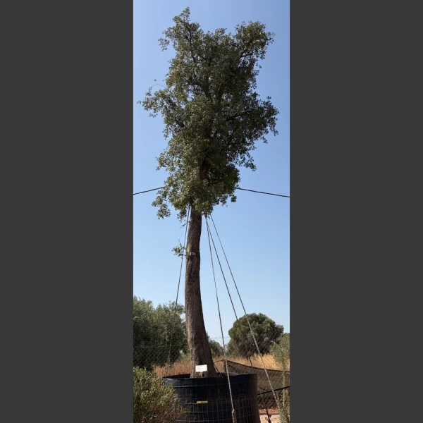 Quercus coccifera | QC001