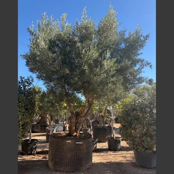 Olea europaea | OE417