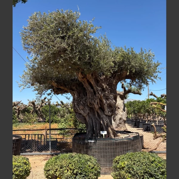 Olea europaea | OE215
