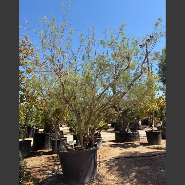 Tamarix gallica | TG018