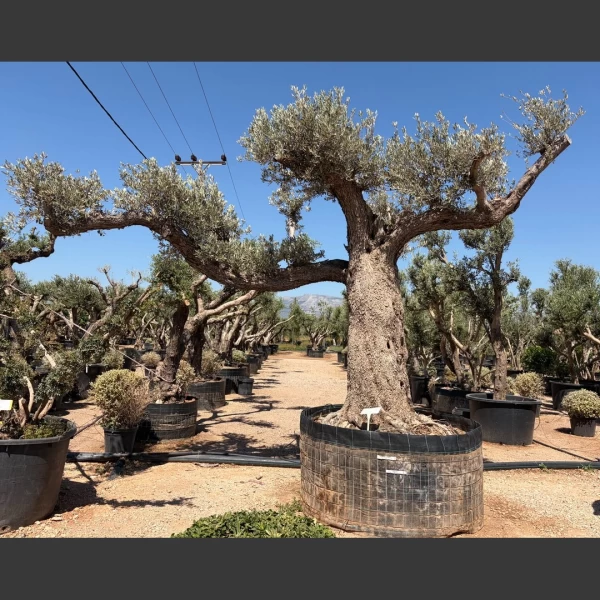 Olea europaea | OE228