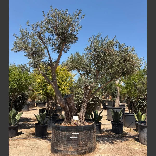 Olea europaea | OE245