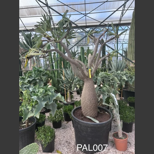 Pachycereus lamerei | PAL007