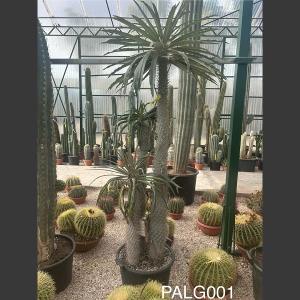 Pachycereus lamerei | PALG001