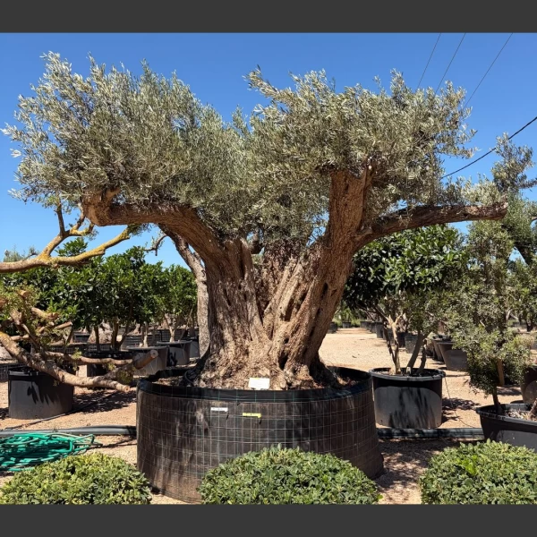 Olea europaea | OE216