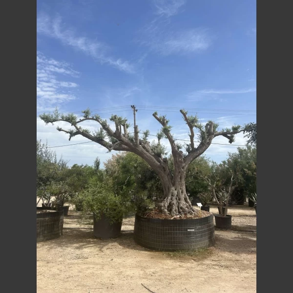 Olea-europaea-OE202