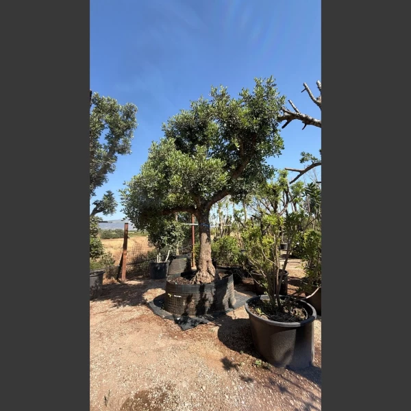 Ceratonia siliqua | CS018