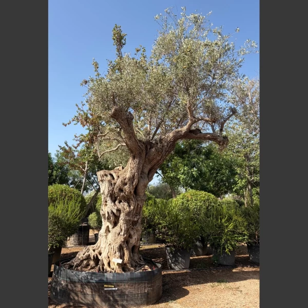 Olea europaea | OE179
