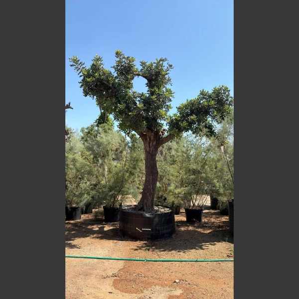 Ceratonia siliqua | CS045