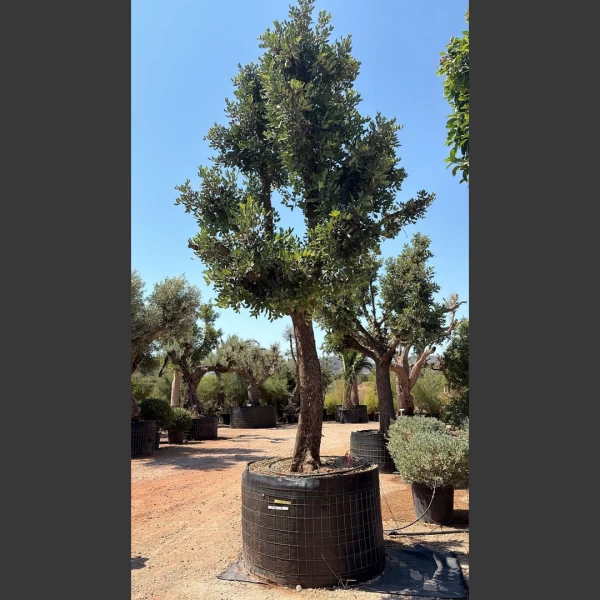 Ceratonia siliqua | CS046