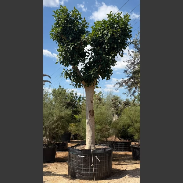 Ficus australis | FA010