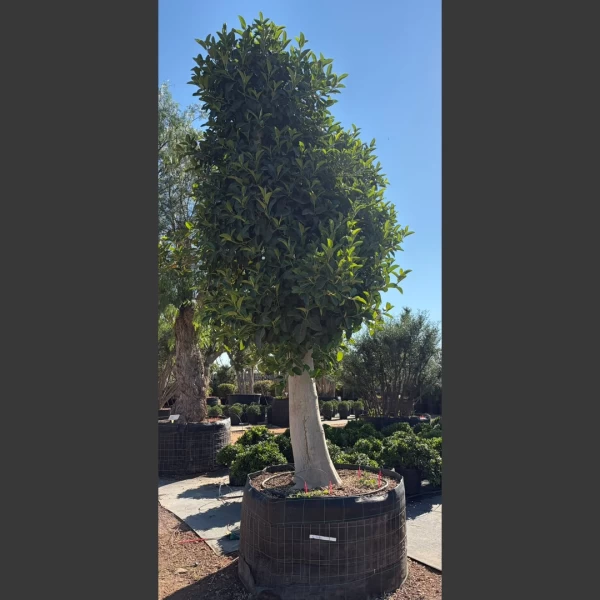 Ficus australis | FA012