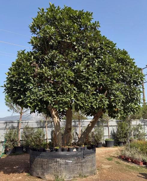Ficus australis | FAM003