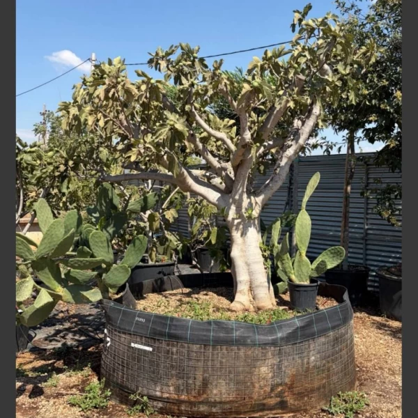 Ficus carica | FCA007