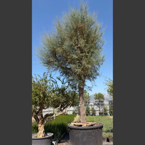 Tamarix gallica | TG015