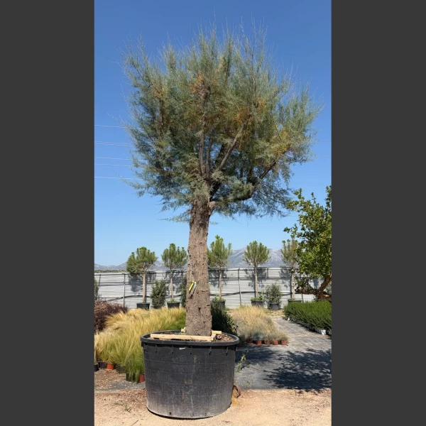 Tamarix gallica | TG014