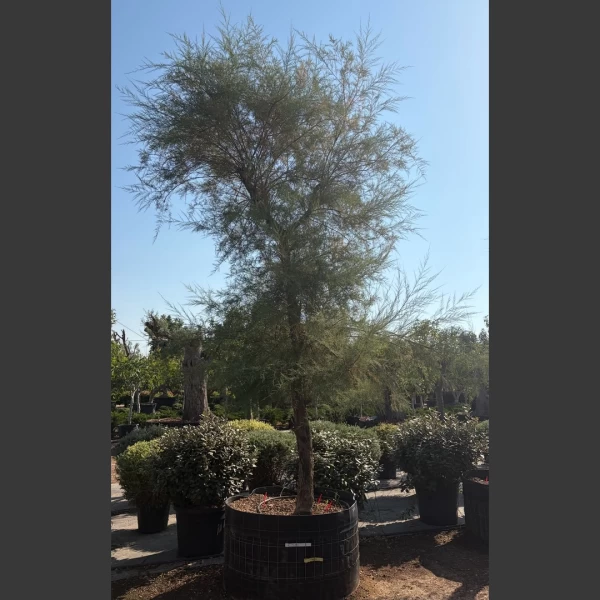 Tamarix gallica | TG004