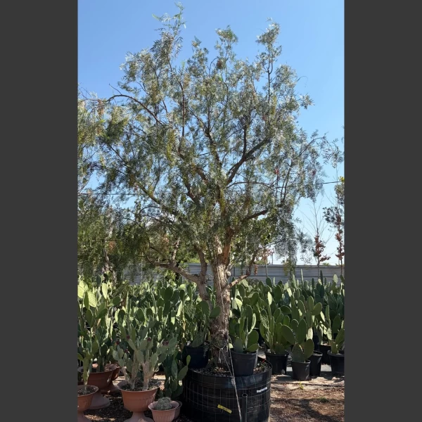 Schinus molle | SM006