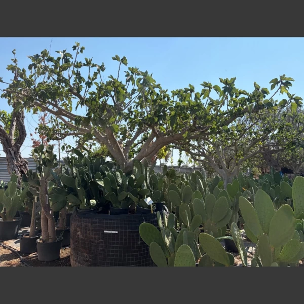 Ficus carica | FCA003