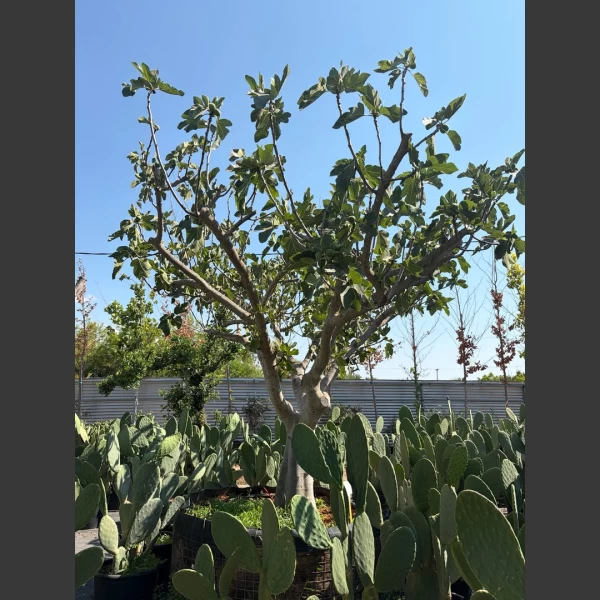 Ficus carica | FCA004