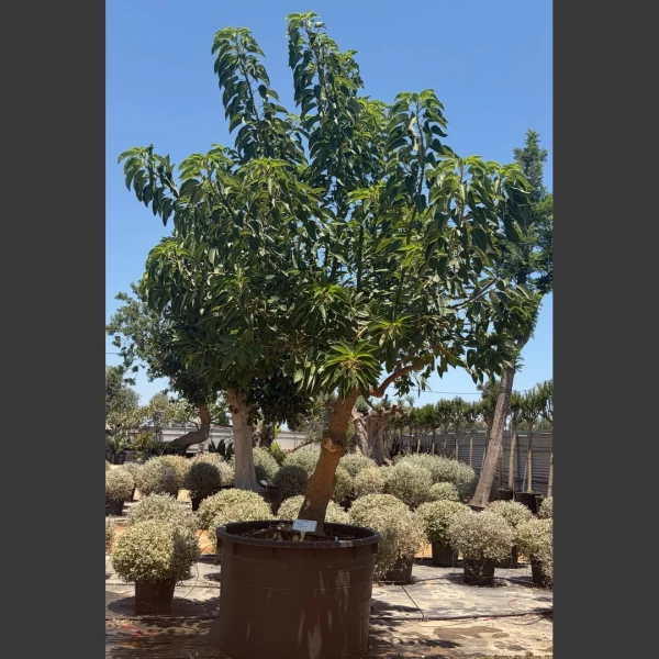 Phytolacca dioica | PD003