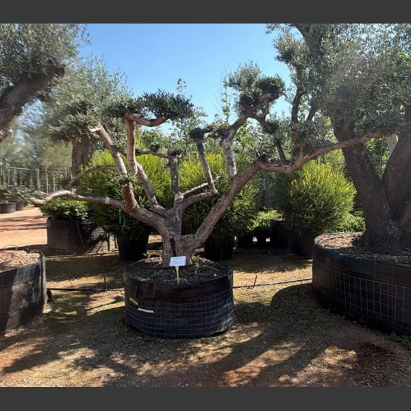 Olea europaea | OE011