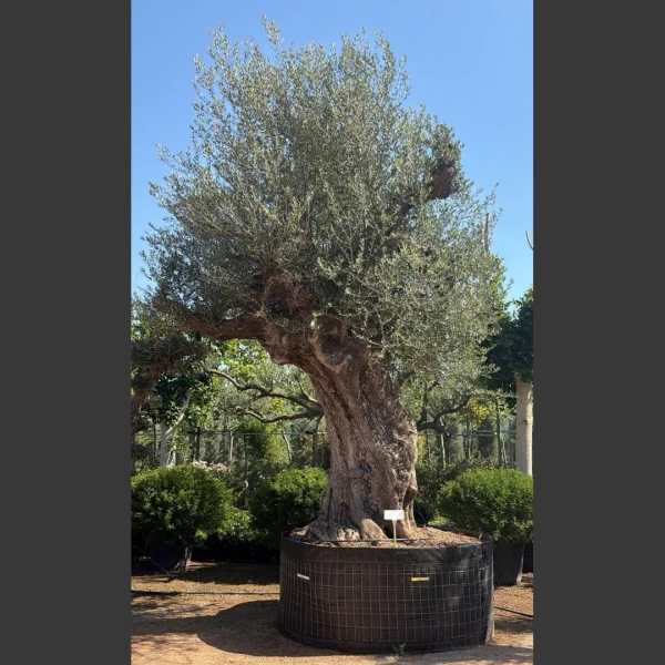 Olea europaea | OE015