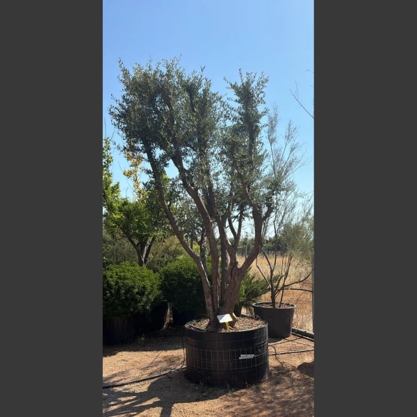 Olea europaea | OE016