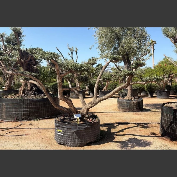 Olea europaea | OE019