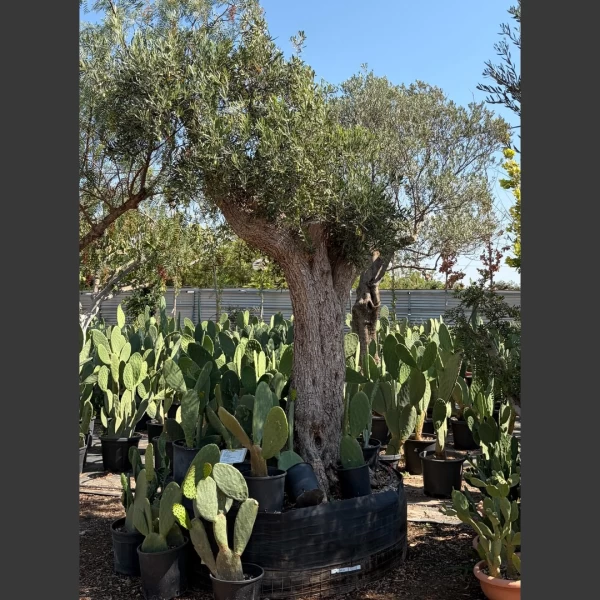 Olea europaea | OE141