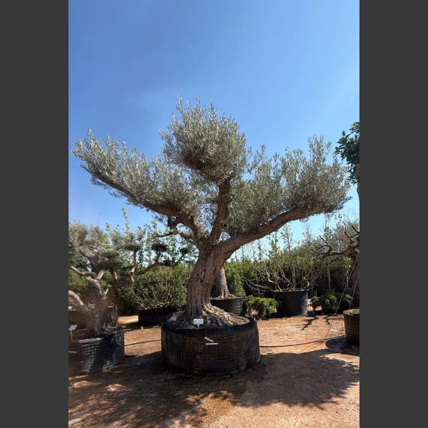 Olea europaea | OE024