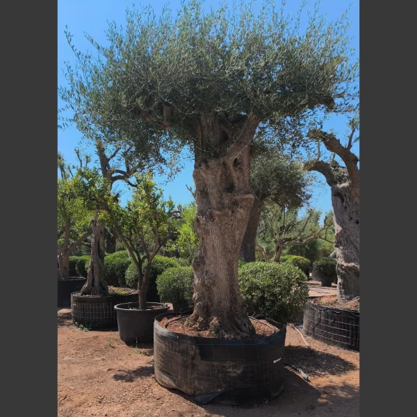 Olea europaea | OE040