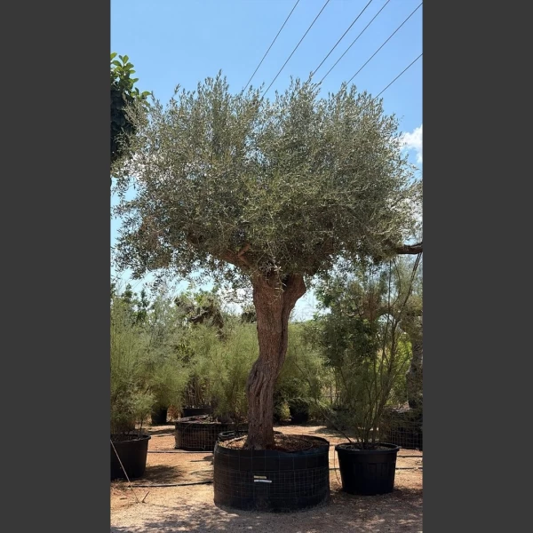 Olea europaea | OE063