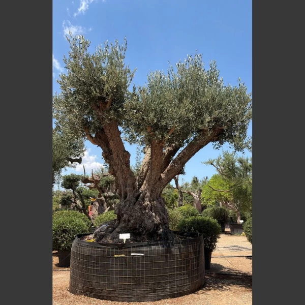 Olea europaea | OE070