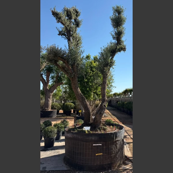 Olea europaea | OE087