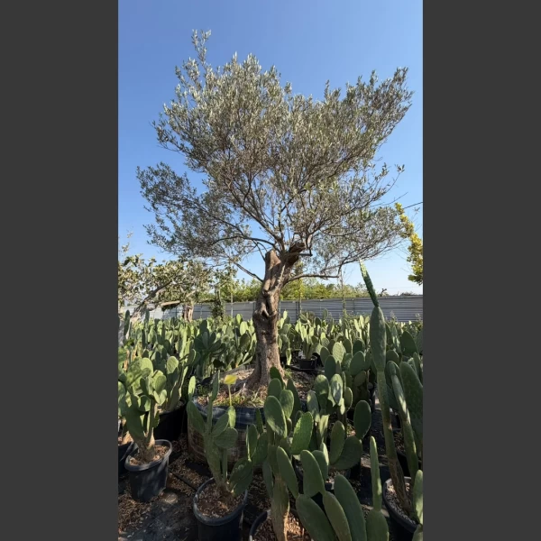 Olea europaea | OE143