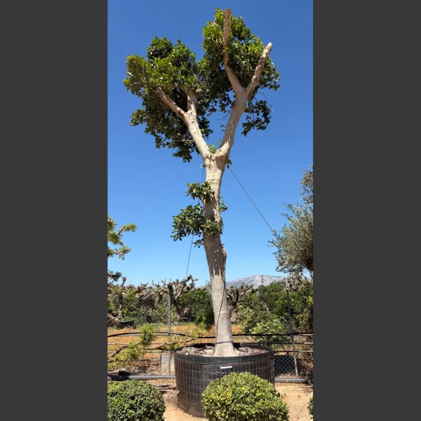 Ficus australis | FA017