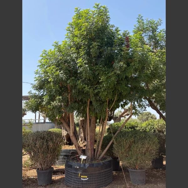 Schinus terebinthifolius | ST004