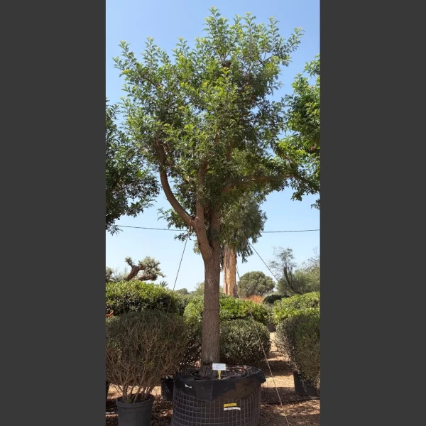 Schinus terebinthifolius | ST006