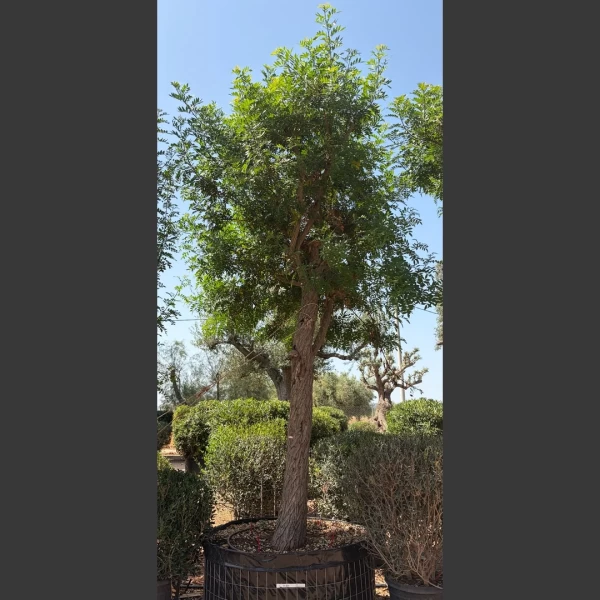 Schinus terebinthifolius | ST010