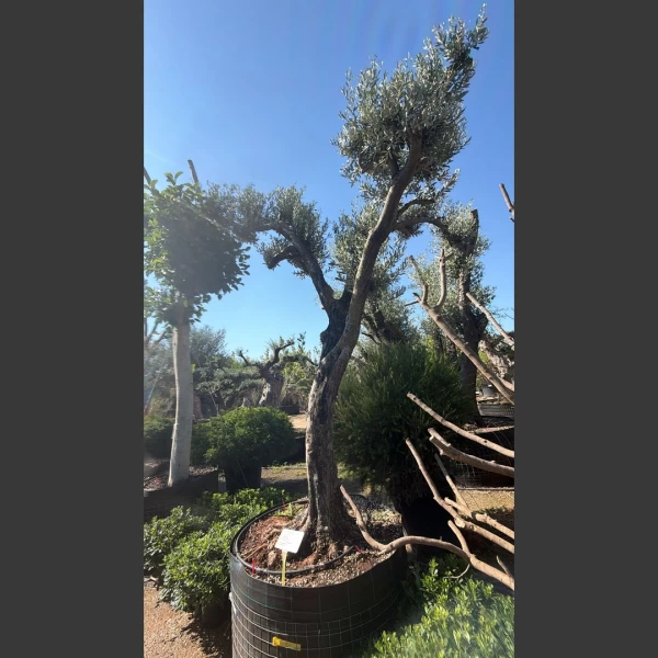 Olea europaea | OE005