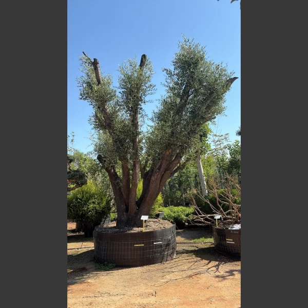 Olea europaea | OE012
