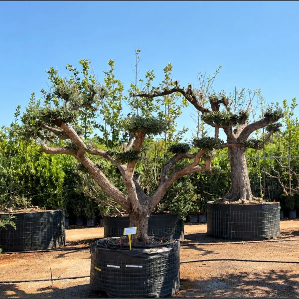 Olea europaea | OE025