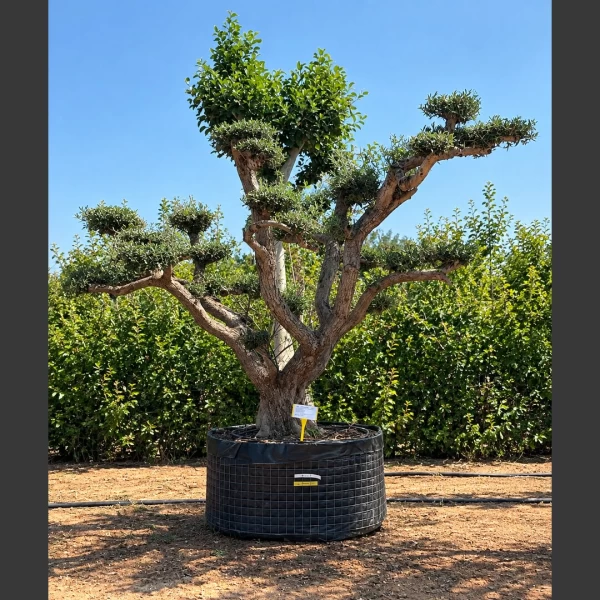 Olea europaea | OE042