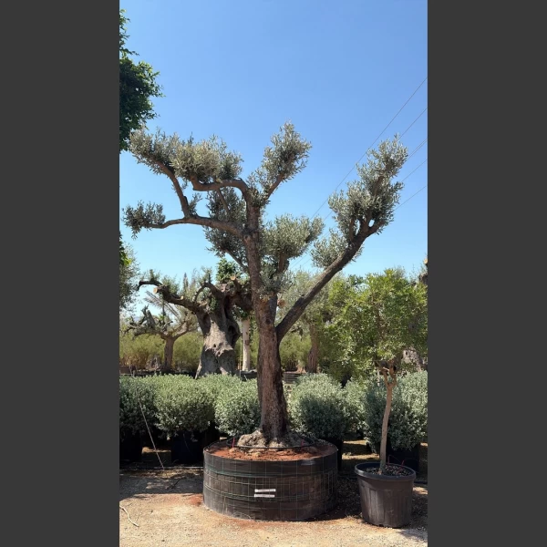 Olea europaea | OE047